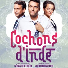 Cochons d'Inde